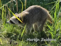 Kleine beren [Procyonidae]